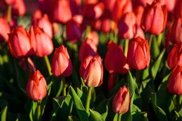 Spring background with red tulips flowers. beautiful blossom tulips field. spring time. banner, copy space