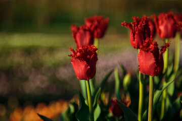 Spring background with red tulips flowers. beautiful blossom tulips field. spring time. banner, copy space
