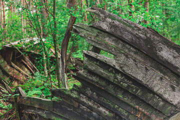 Old abandoned broken wooden shipwreck in deep forest