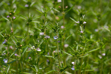 Close-up texture background of summer savory herb plants (satureja hortensis) growing in a sunny...