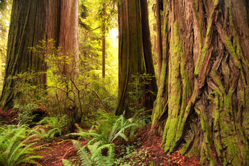 The Glory of the Redwoods