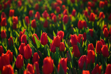 Obraz premium Spring background with red tulips flowers. beautiful blossom tulips field. spring time. banner, copy space