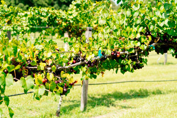 Grape Harvest in a modern peach farm in USA	
