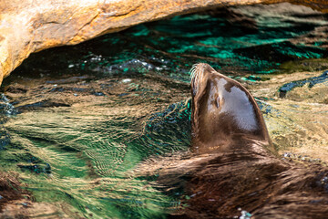 sea lion at the beach