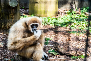 Obraz premium White handed gibbon