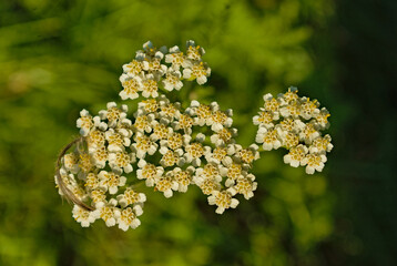 Kwiatostan krwawnika. Yarrow inflorescence. Infiorescenza di achillea. Łac. Achillea millefolium. © Grzegorz