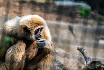 White handed gibbon