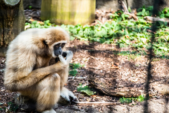 White Handed Gibbon