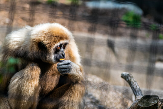 White Handed Gibbon