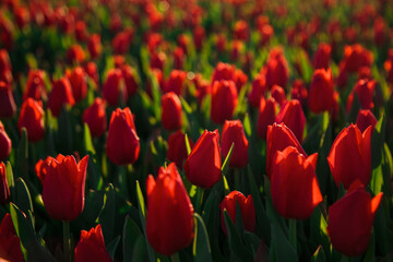 Fototapeta premium Spring background with red tulips flowers. beautiful blossom tulips field. spring time. banner, copy space