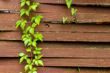 planche en bois avec feuille feuillage plante verte