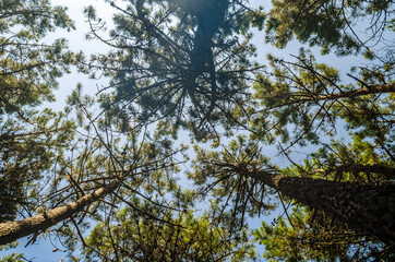 Pine forest on the coast of Cantabria, northern Spain