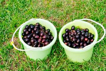 Grape Harvest in a modern peach farm in USA