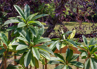 Close-up view of a potted plumeria (frangipani) tree, on a wooden deck, with defocused foliage background