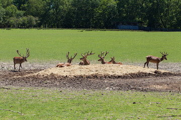 Deers on field, Animals parc de sainte-croix