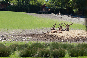 Deers on field, Animals parc de sainte-croix