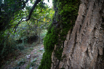tree with moss on roots in a green forest or moss on tree trunk. Tree bark with green moss. Azerbaijan nature