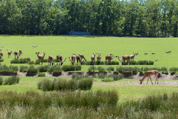 Deers on field, Animals parc de sainte-croix