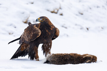 Hunter with caught prey. Golden eagle, Aquila chrysaetos, tears killed hare. Eagle in snowy...