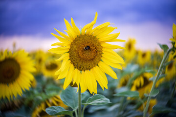 Sunflower close up. Center focus, swirling bokeh.