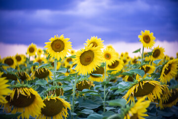 Sunflower field. Dramatic sky before the rain. Center focus, swirling bokeh.