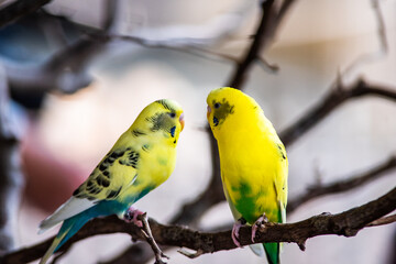 Budgerigar