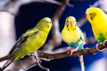Budgies sitting on a tree branch