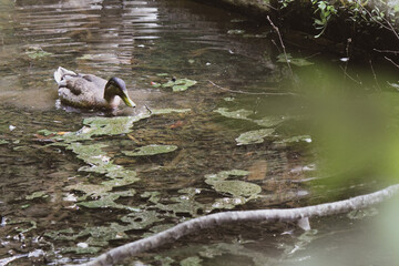 duck in the pond