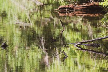 reflection in the water