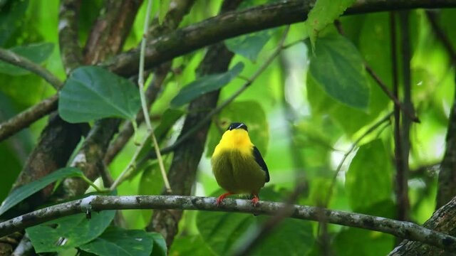 Golden-collared manakin - Manacus vitellinus black and yellow bird in family Pipridae, found in Colombia and Panama in subtropical or tropical moist lowland forest and degraded former forest.