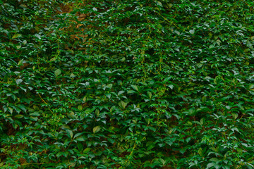 green leaves background nature photography ecology concept garden outdoor environment space