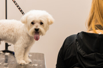 grooming room with dog and person back to camera on white wall background empty copy space