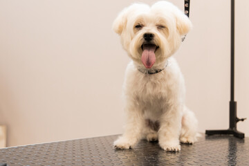 happy smiling dog on table grooming room with beige wall background empty copy space for your text here