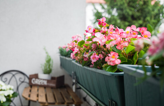 Close up of beautiful pink flowers at balcony. Comfort home zone. Gardening