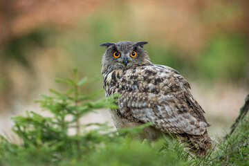 Eurasian Eagle Owl (Bubo  bubo) sitting in foliage  looking into camera