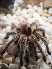 Tarantula on white stones background