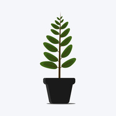 vector of green young plant in black pot. suitable for children's books and others