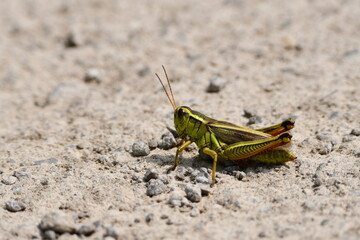 Grasshopper Locust sitting on the ground 