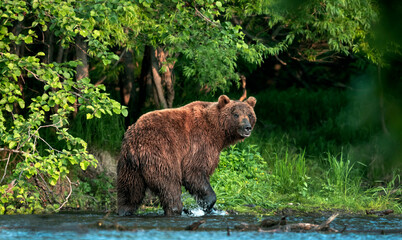 Brown bear on the river fishing for salmon. Brown bear chasing sockeye salmon at a river. Kamchatka brown bear, scientific name: Ursus Arctos Piscator. Natural habitat. Sunset light. Kamchatka, Russia