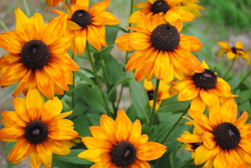 Echibeckia (echinacea crossed with rudbeckia) hybrid flower blossoms