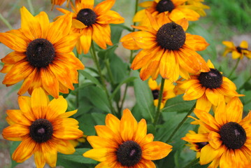 Echibeckia (echinacea crossed with rudbeckia) hybrid flower blossoms