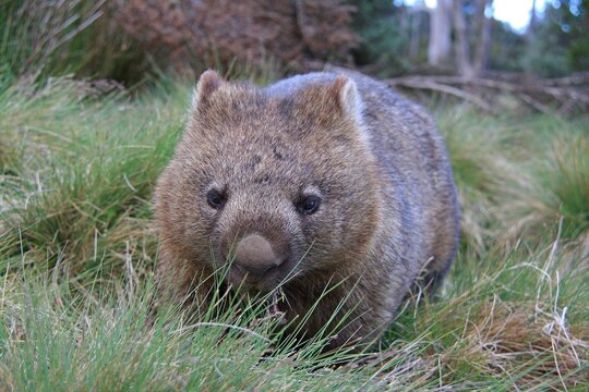 a wombat sitting on top of a grass covered field