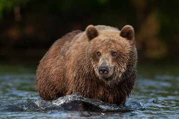 Fototapeta na wymiar Wild adult brown bear in the water. Close up, front view. Kamchatka brown bear, scientific name: Ursus Arctos Piscator. Kamchatka, Russia. 