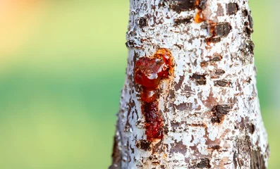 Tuinposter Resin flows down the trunk of a birch © Zhanna