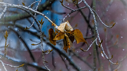 Dead Leaves On A Snowy Day
