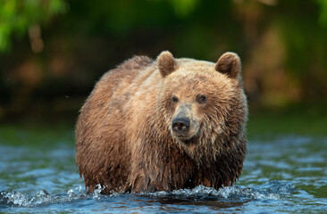 Wild adult brown bear in the water. Close up, front view. Kamchatka brown bear, scientific name: Ursus Arctos Piscator. Kamchatka, Russia. 