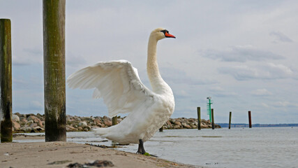 Wunderschöner weißer Schwan bereit neben dem Wasser abzuheben