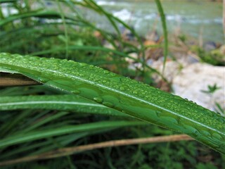 雨に濡れた葉脈