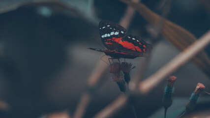 The monarch butterfly is a species of ditrisio lepidopteran in the Nymphalidae family, superfamily Papilionoidea. It is perhaps the best known of all the butterflies in North America. Since the 19th c