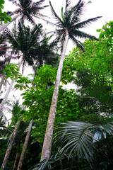 石垣島　米原のヤエヤマヤシ群落